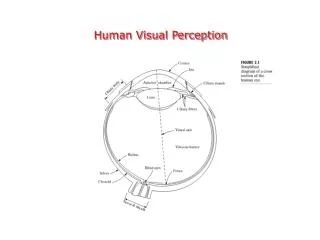 Human Visual Perception