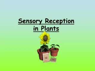 Sensory Reception in Plants