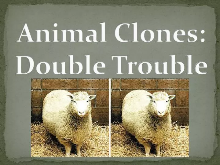 animal clones double trouble