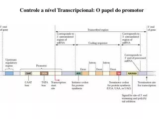 Estrutura de um gene