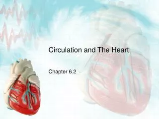 Circulation and The Heart