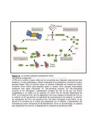 Figure 13 : Le système ubiquitine protéasome (UPS)