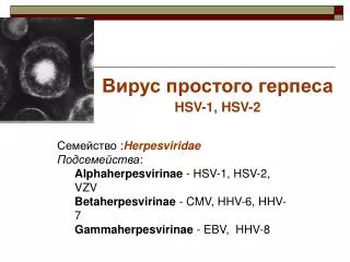 Вирус простого герпеса HSV-1, HSV-2
