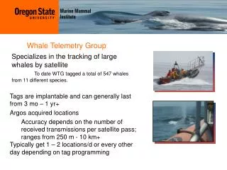 Specializes in the tracking of large whales by satellite