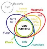 Understanding the Role of Bacteria in Insect and Mammal Health - slide 1