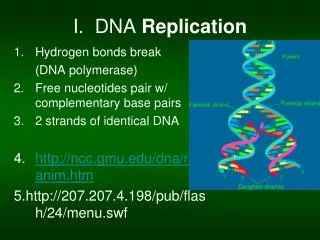 I. DNA Replication