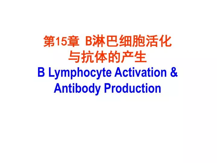 15 b b lymphocyte activation antibody production
