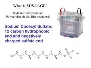 What is SDS-PAGE?
