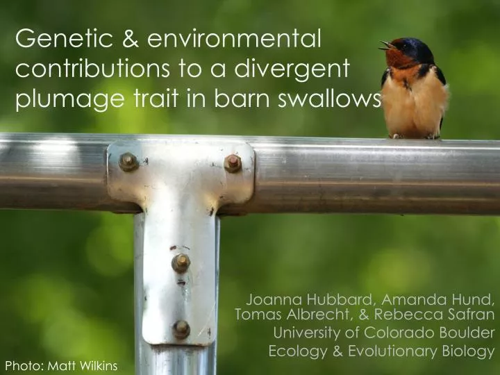 genetic environmental contributions to a divergent plumage trait in barn swallows