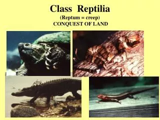 Class Reptilia (Reptum = creep) CONQUEST OF LAND