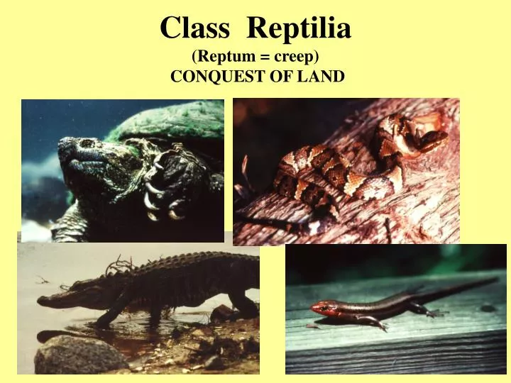 class reptilia reptum creep conquest of land