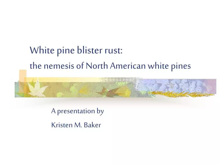 white pine blister rust the nemesis of north american white pines
