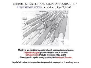 LECTURE 12: MYELIN AND SALTATORY CONDUCTION
