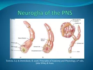 Neuroglia of the PNS
