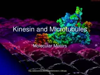 Kinesin and Microtubules