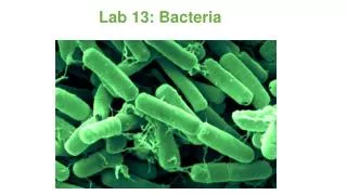 Lab 13: Bacteria