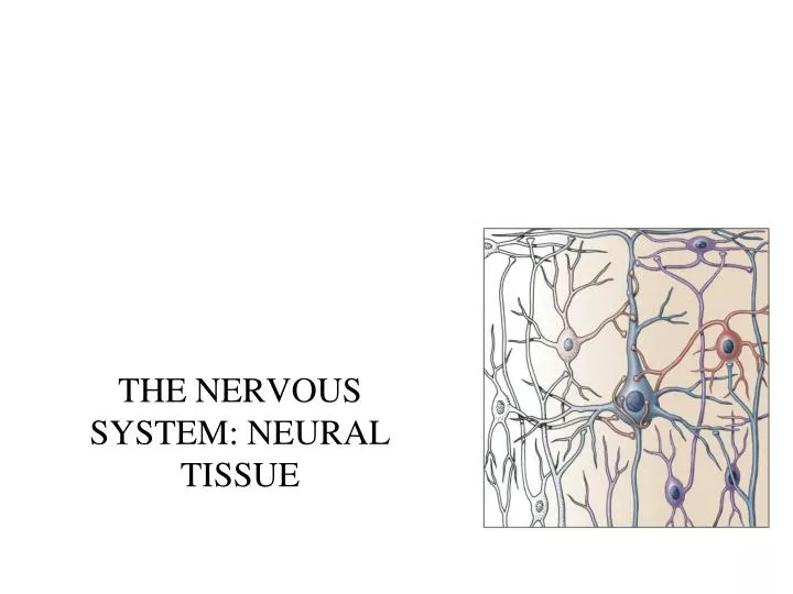 the nervous system neural tissue