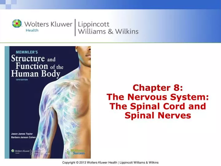 chapter 8 the nervous system the spinal cord and spinal nerves