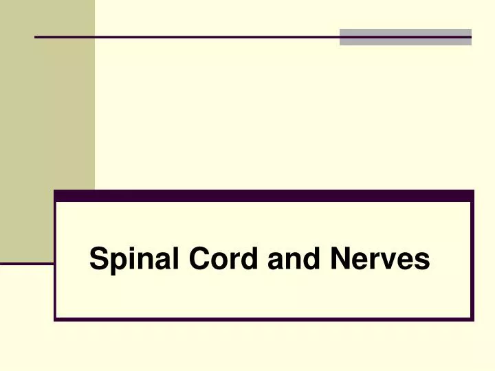 spinal cord and nerves