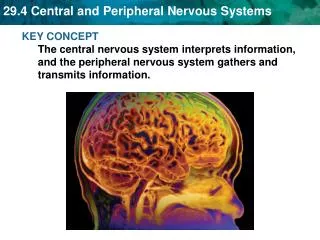 The nervous system’s two parts work together.