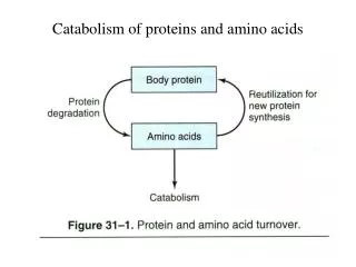 Catabolism of proteins and amino acids