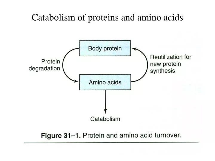 catabolism of proteins and amino acids