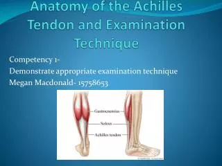 Anatomy of the Achilles Tendon and Examination Technique