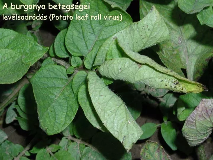 a burgonya betegs gei lev lsodr d s potato leaf roll virus