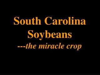South Carolina Soybeans ---the miracle crop