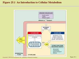 Figure 25.1 An Introduction to Cellular Metabolism