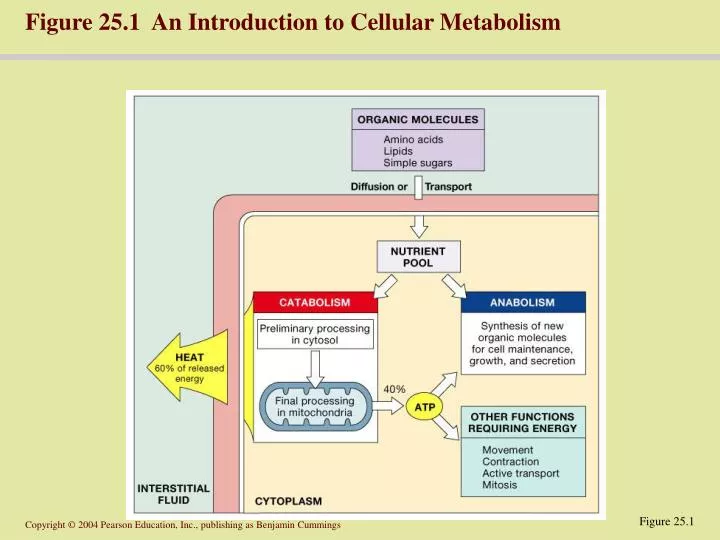 figure 25 1 an introduction to cellular metabolism