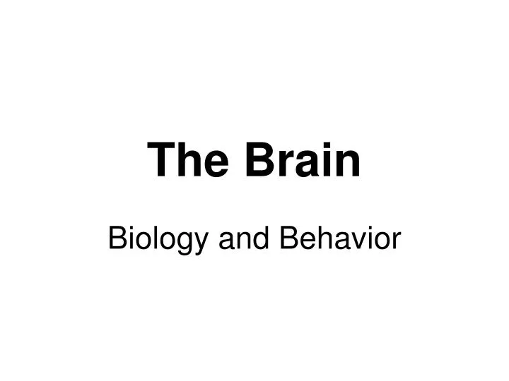 the brain