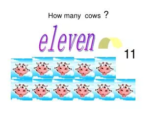 How many cows ?
