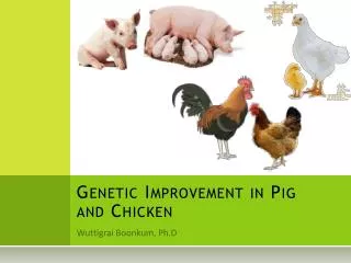 Genetic Improvement in Pig and Chicken