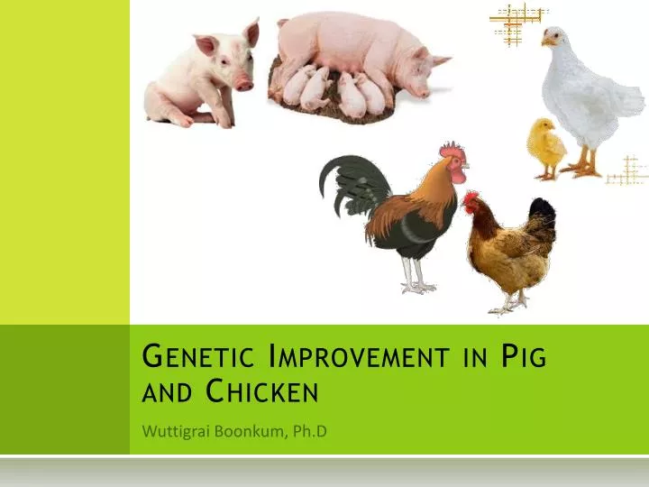genetic improvement in pig and chicken