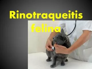 Rinotraqueitis felina