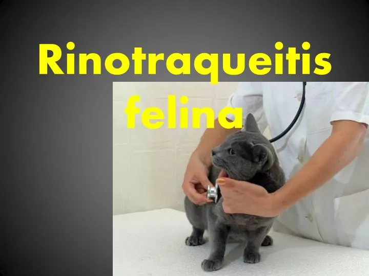 rinotraqueitis felina