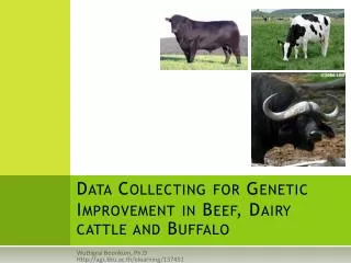 Data Collecting for Genetic Improvement in Beef, Dairy cattle and Buffalo