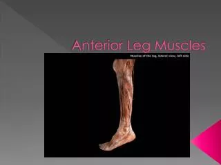 Anterior Leg Muscles