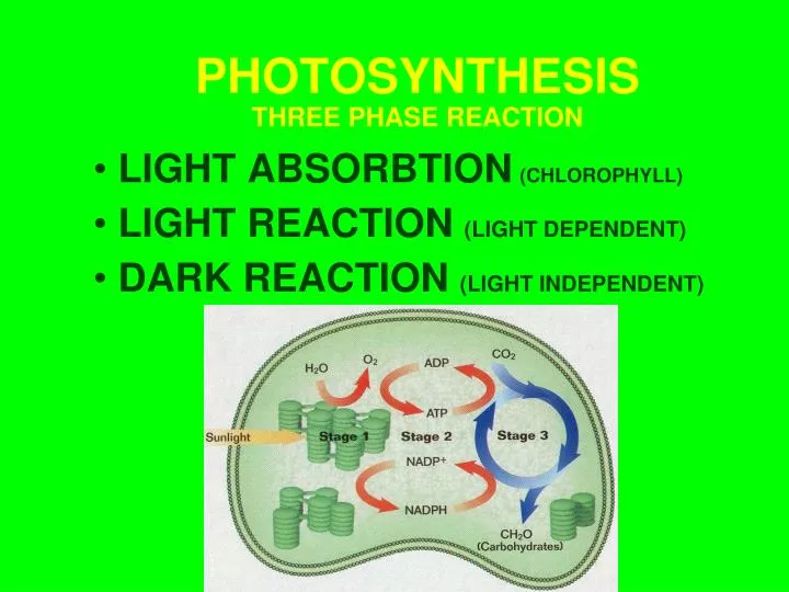 photosynthesis three phase reaction