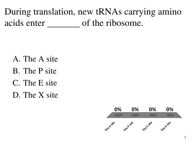 during translation new trnas carrying amino acids enter of the ribosome
