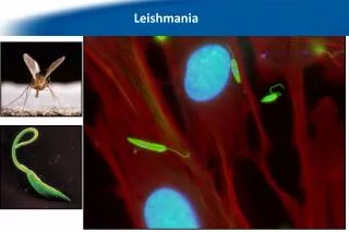 We work with the protozoan parasite Leishmania…