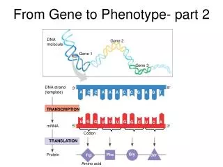 From Gene to Phenotype- part 2