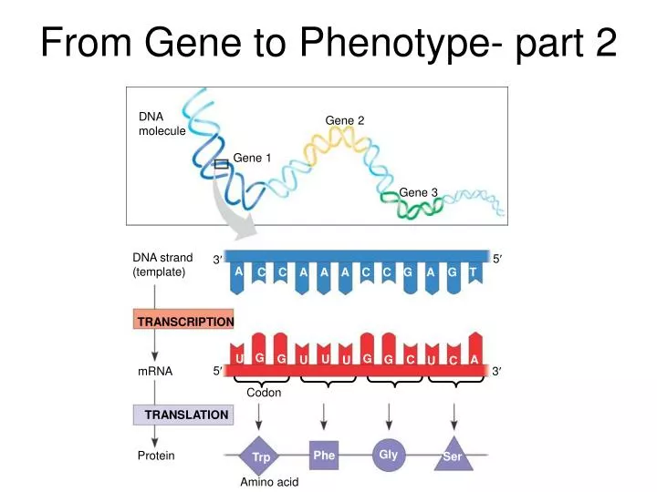 from gene to phenotype part 2