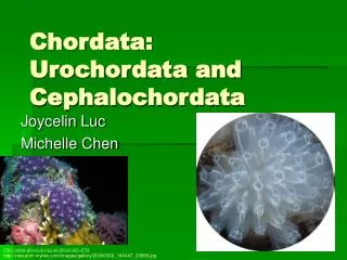 Chordata: Urochordata and Cephalochordata