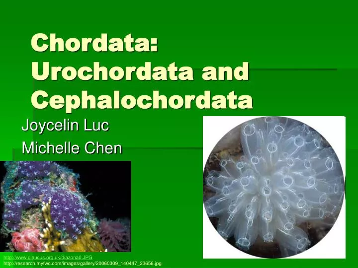 chordata urochordata and cephalochordata