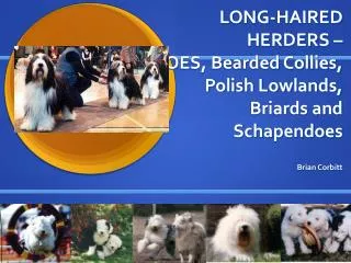 LONG-HAIRED HERDERS – OES, Bearded Collies, Polish Lowlands, Briards and Schapendoes