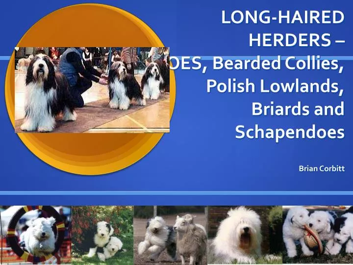 long haired herders oes bearded collies polish lowlands briards and schapendoes