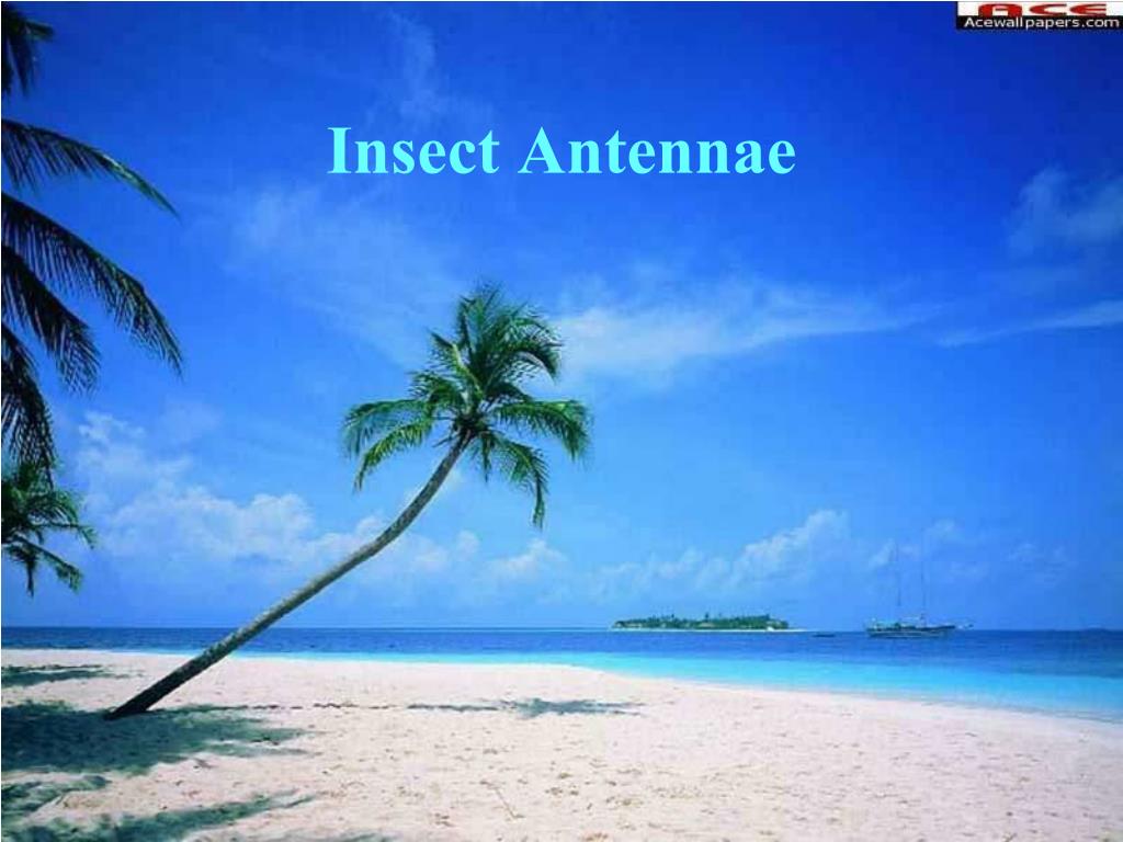 Insect Antennae - slide 1