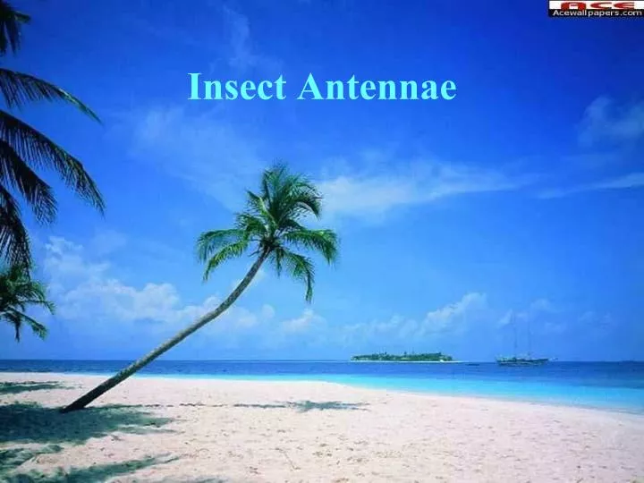 insect antennae